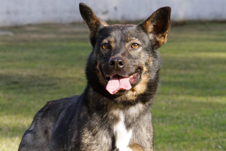 20220613_Perros_Adopcion_Privilegiados_Mora_3_anos_Hembra_FS_02