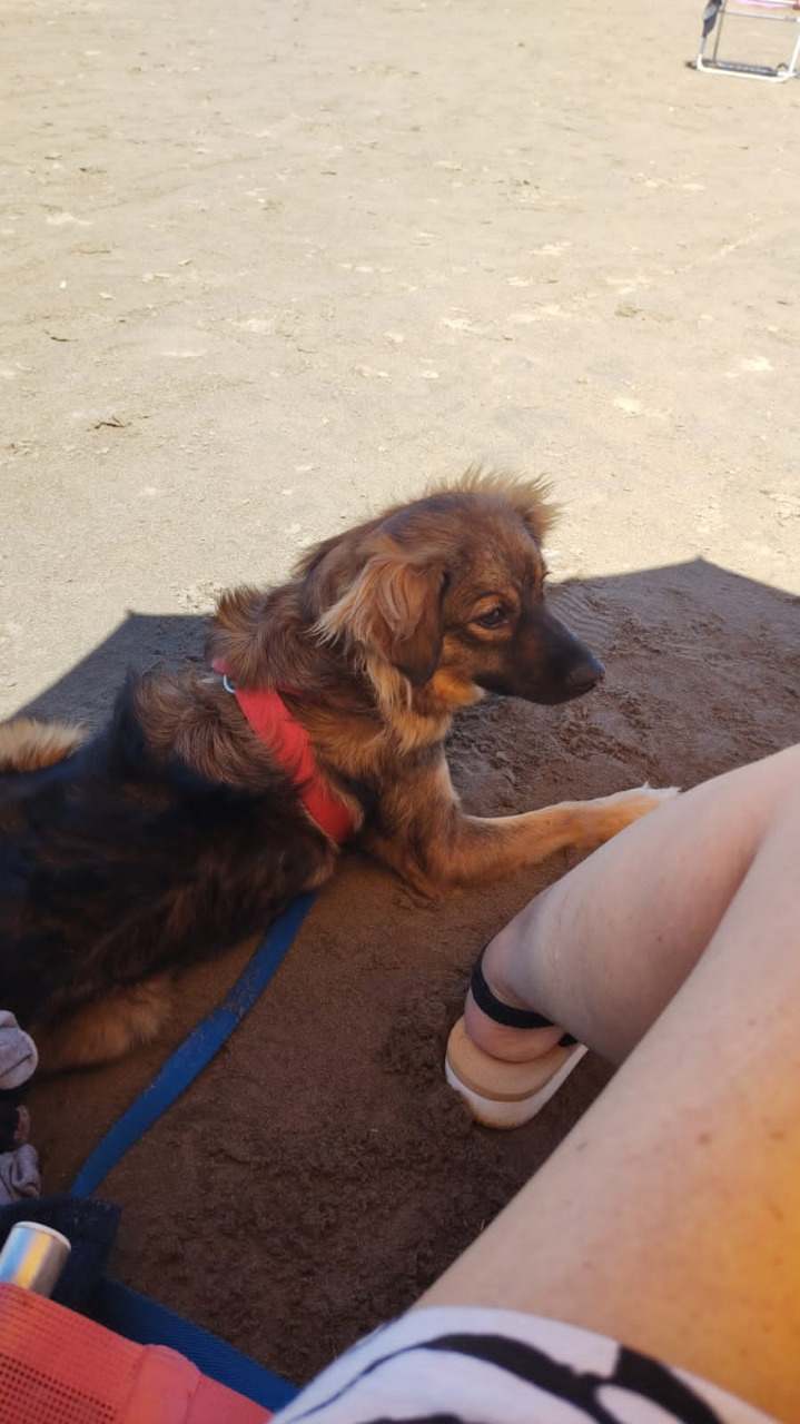 Perrito que conoció la playa 2