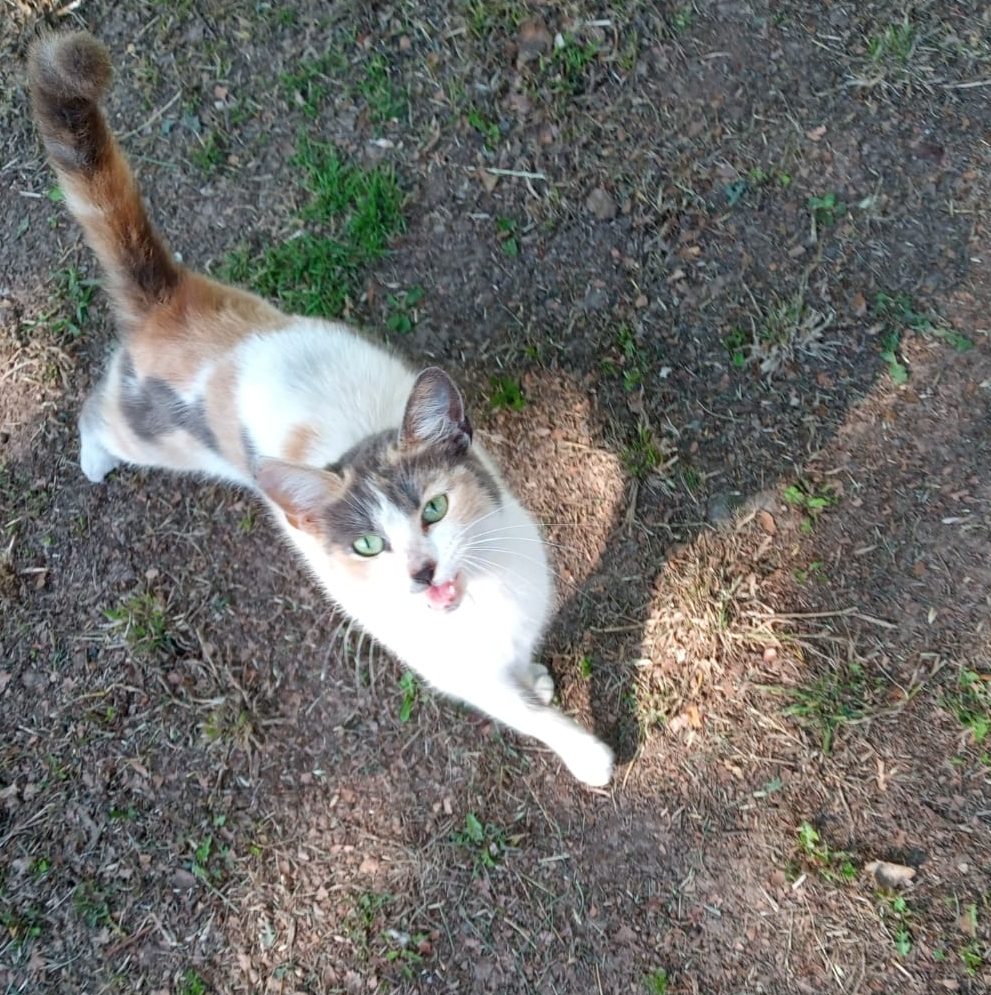 Gatita