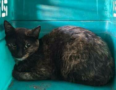 ¡Gatita busca un hogar!