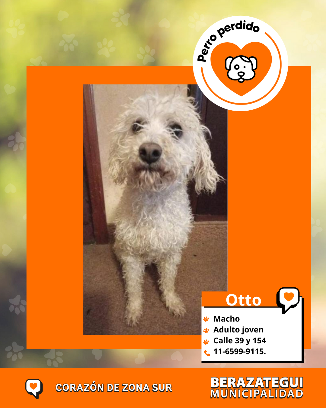 ¡Otto está perdido! 💔