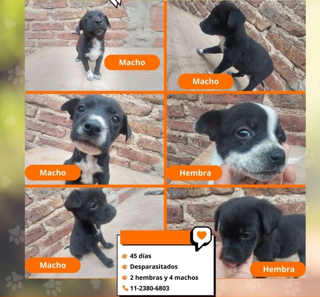 Adopción responsable