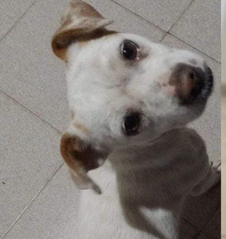 ADOPCION Y PERDIDOS (2)