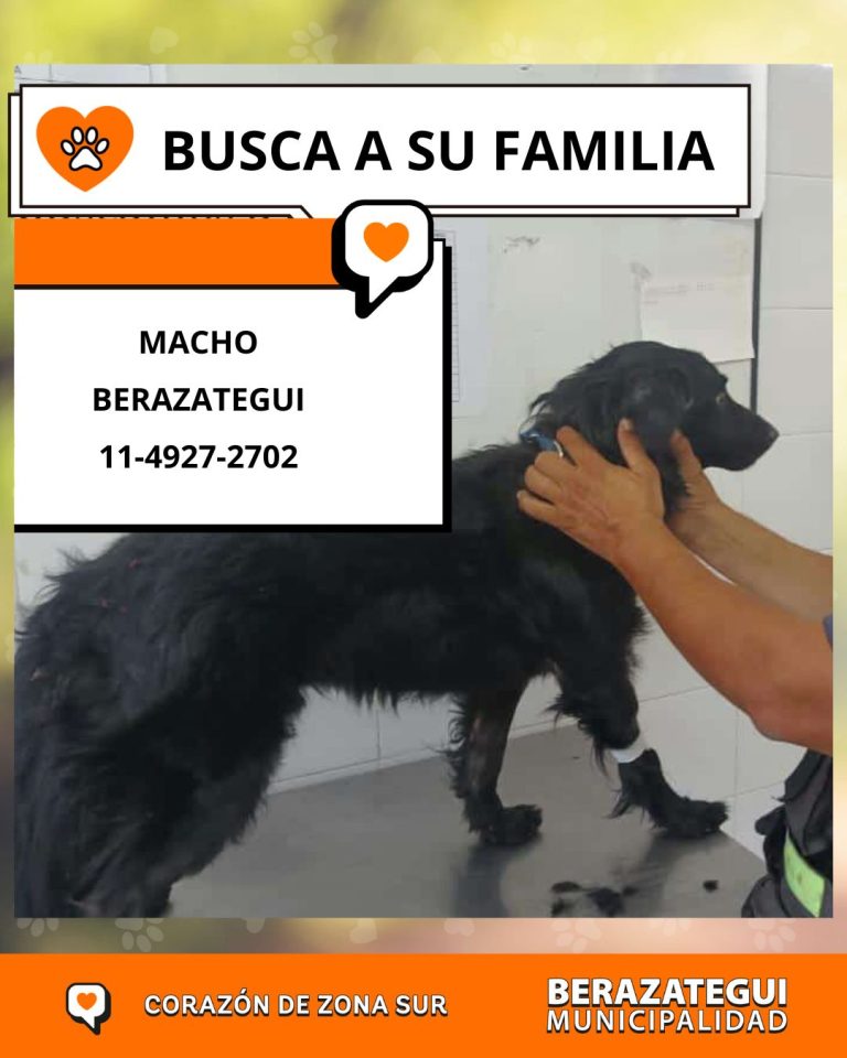 ADOPCION Y PERDIDOS - 2025-01-03T102420