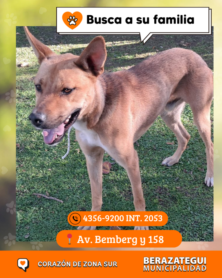 ADOPCION Y PERDIDOS (1)
