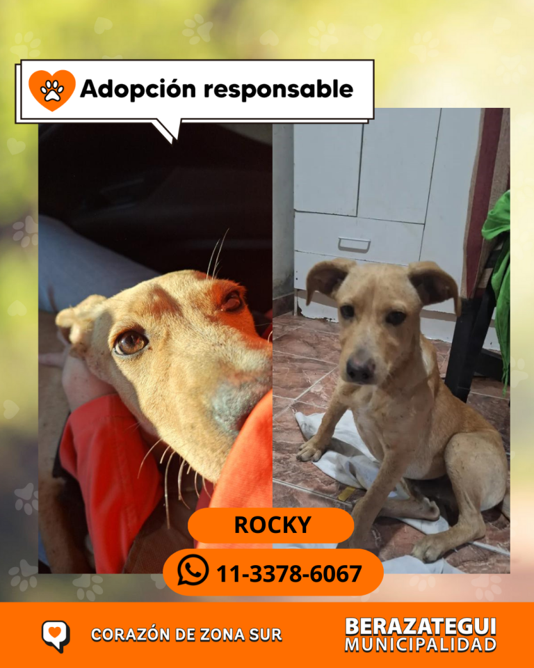 ADOPCION Y PERDIDOS (1)