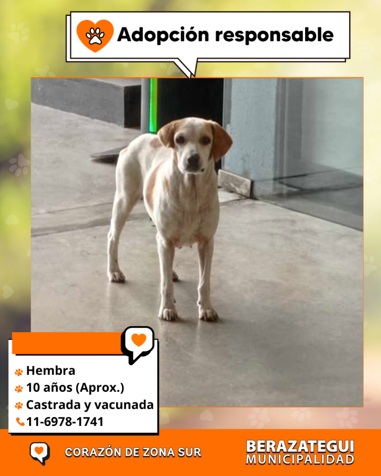 ADOPCION Y PERDIDOS (1)