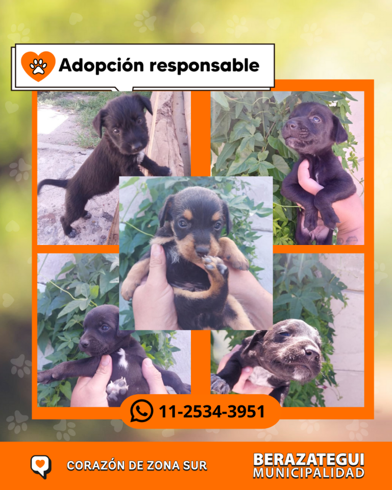 ADOPCION Y PERDIDOS (1)