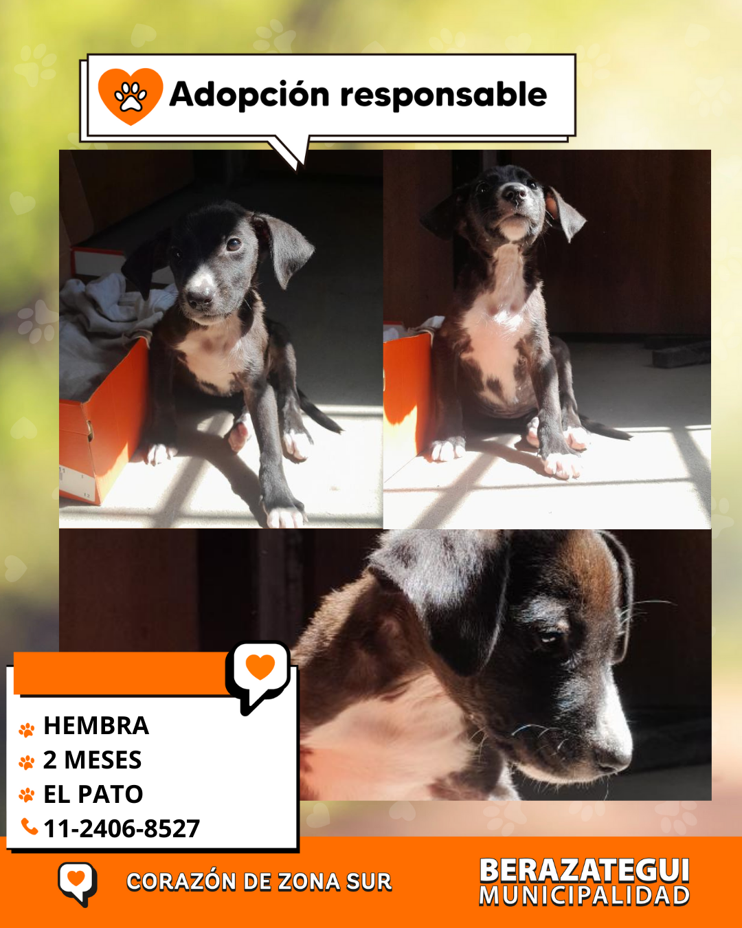 Adopción responsable