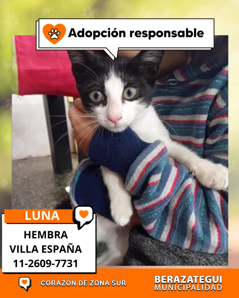 ADOPCION Y PERDIDOS (2)