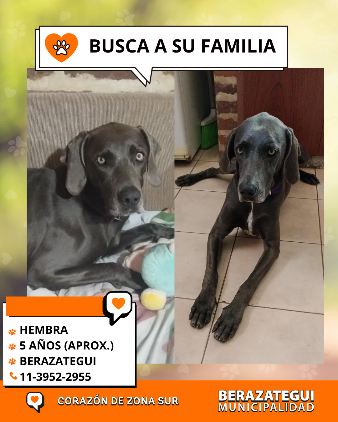 Busca a su familia o adopción