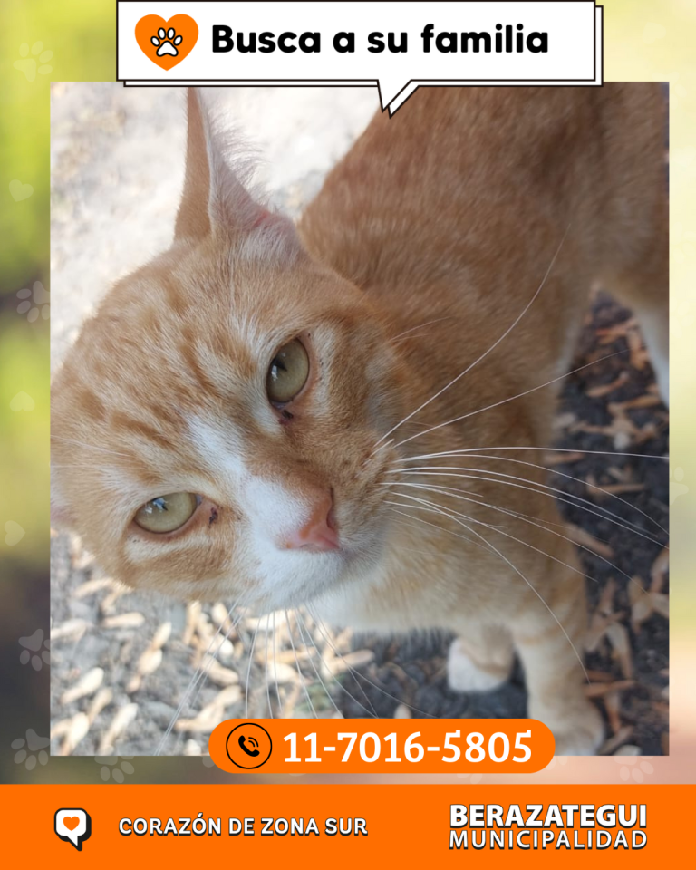 ADOPCION Y PERDIDOS