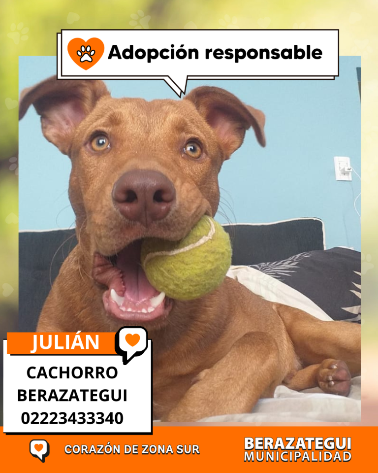 ADOPCION Y PERDIDOS