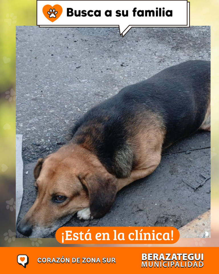 ADOPCION Y PERDIDOS