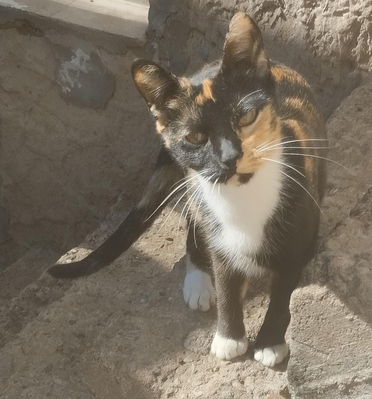 Adopción responsable para Sizi 