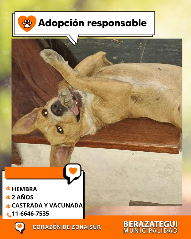 ADOPCION Y PERDIDOS (1)