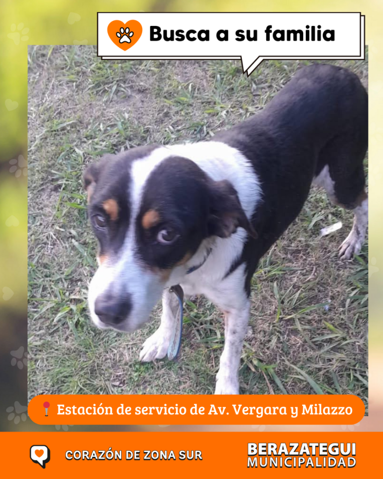 ADOPCION Y PERDIDOS (1)