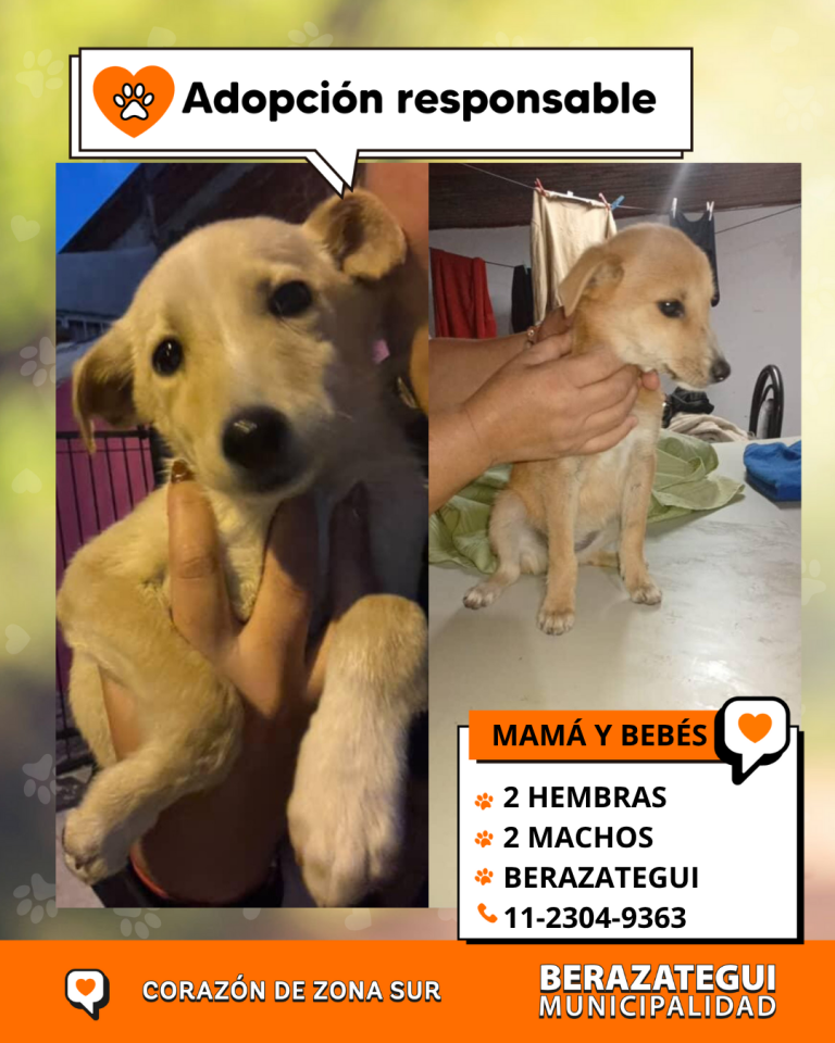ADOPCION Y PERDIDOS (1)