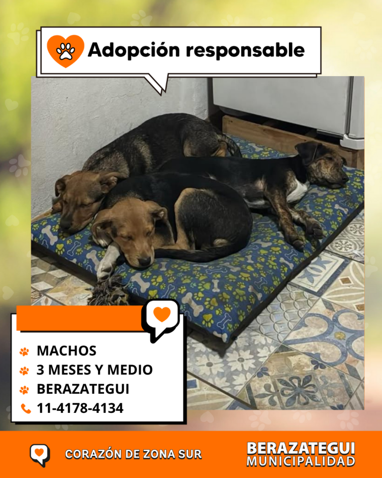 ADOPCION Y PERDIDOS (1)