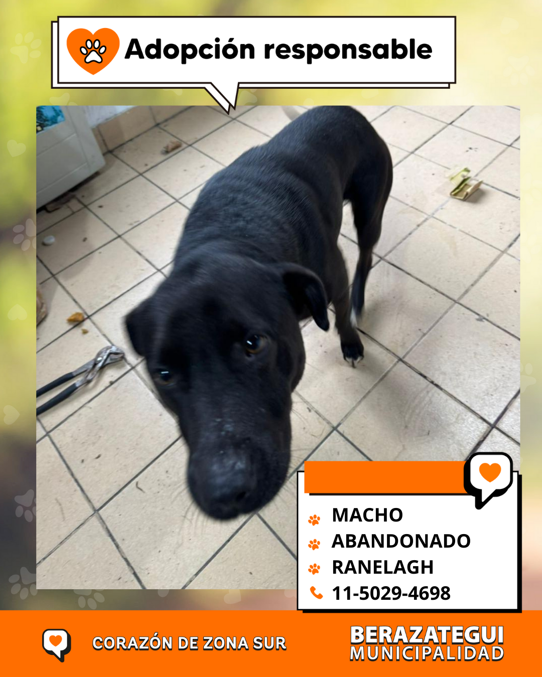 Adopción responsable