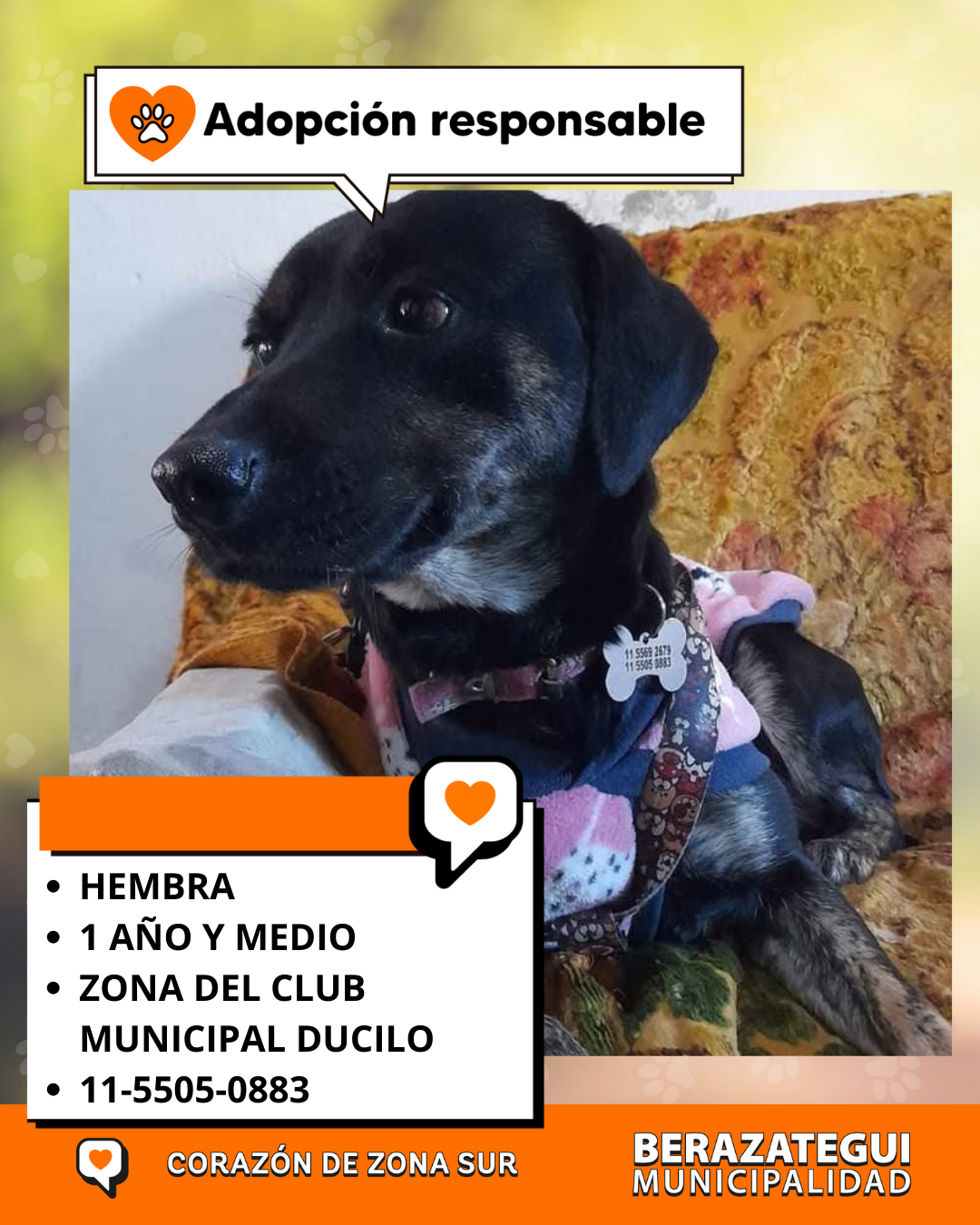 Adopción responsable