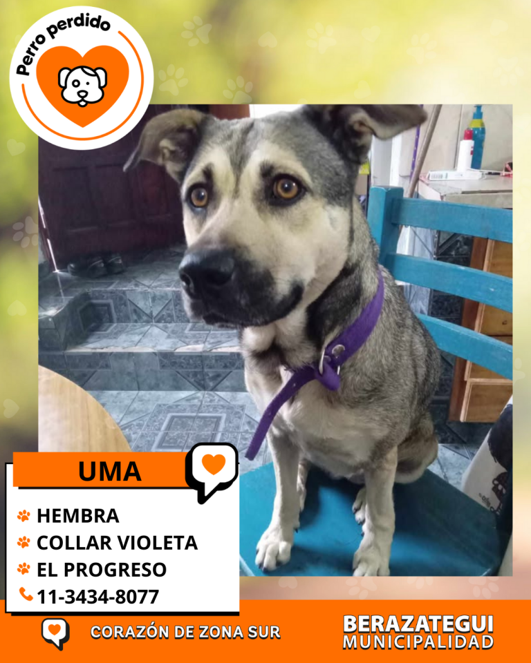 ADOPCION Y PERDIDOS (1)