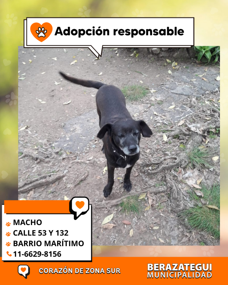 ADOPCION Y PERDIDOS (1)