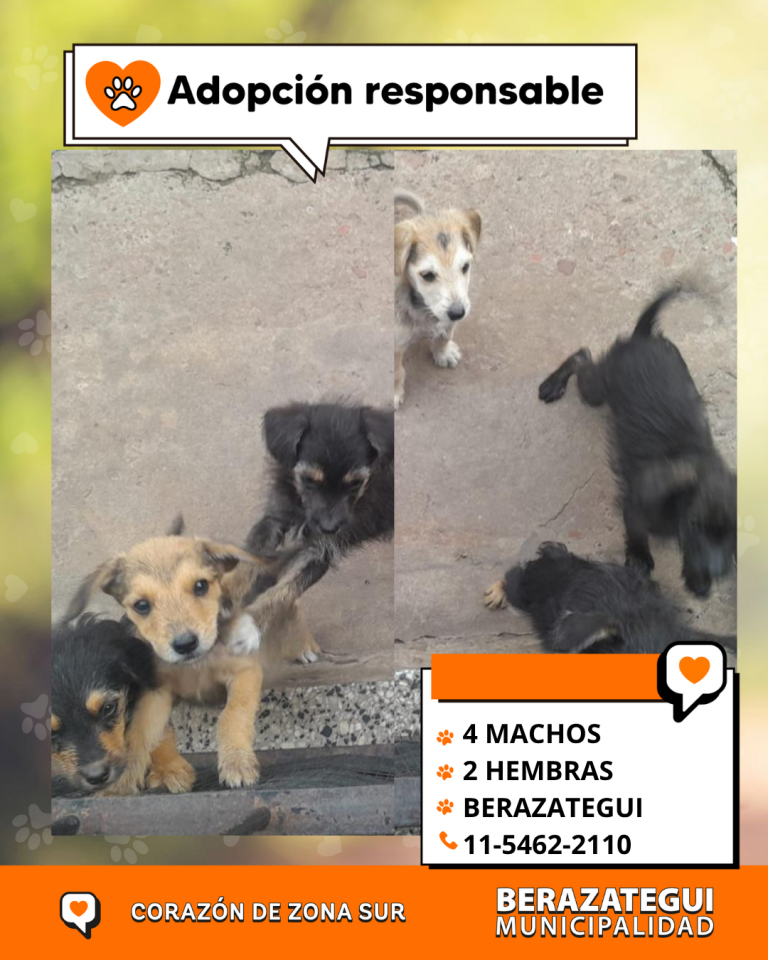 ADOPCION Y PERDIDOS
