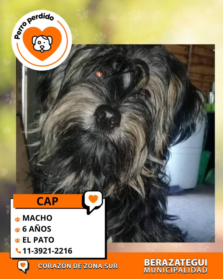 ADOPCION Y PERDIDOS