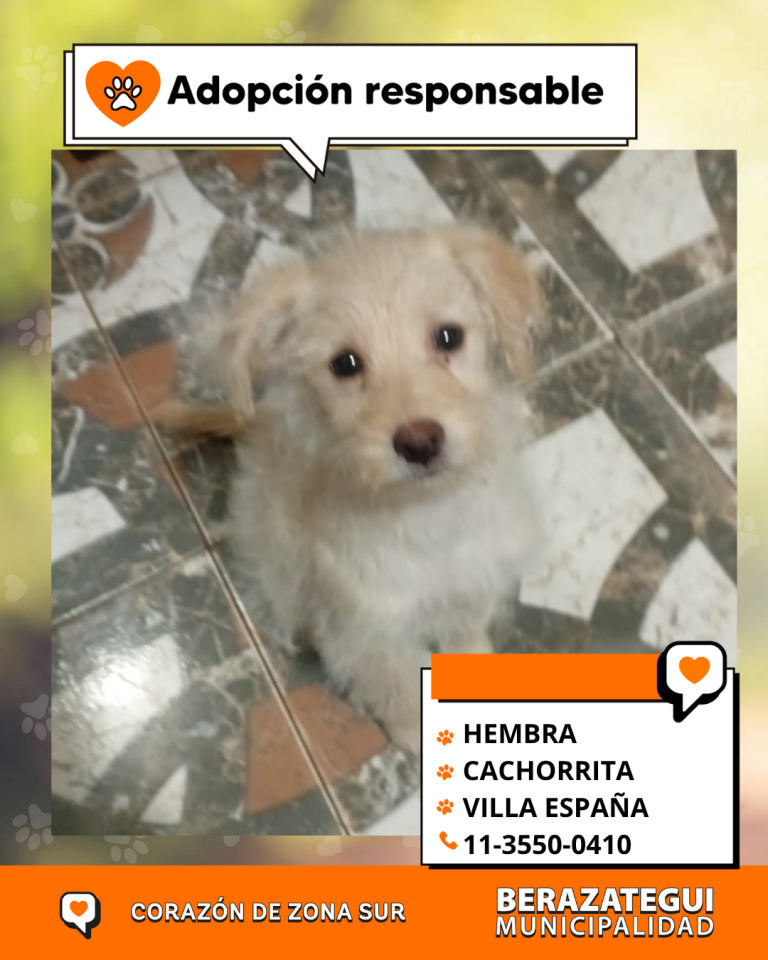 ADOPCION Y PERDIDOS