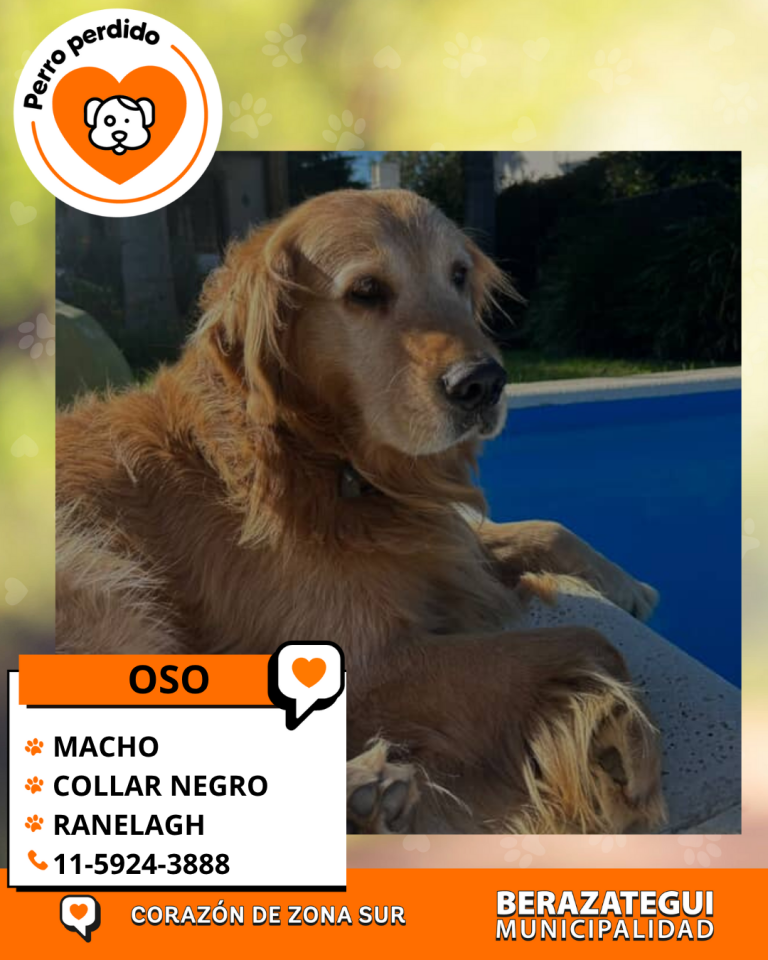 ADOPCION Y PERDIDOS