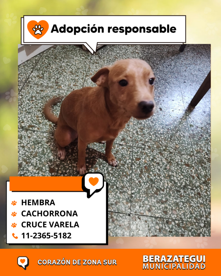 ADOPCION Y PERDIDOS (2)