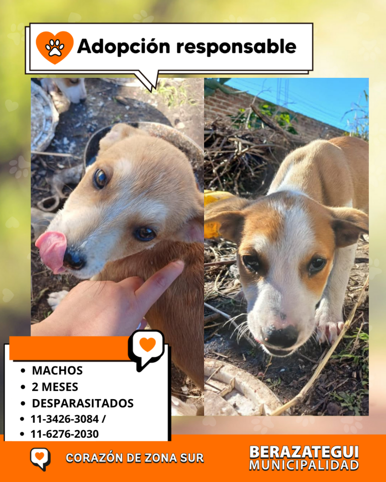 ADOPCION Y PERDIDOS (2)