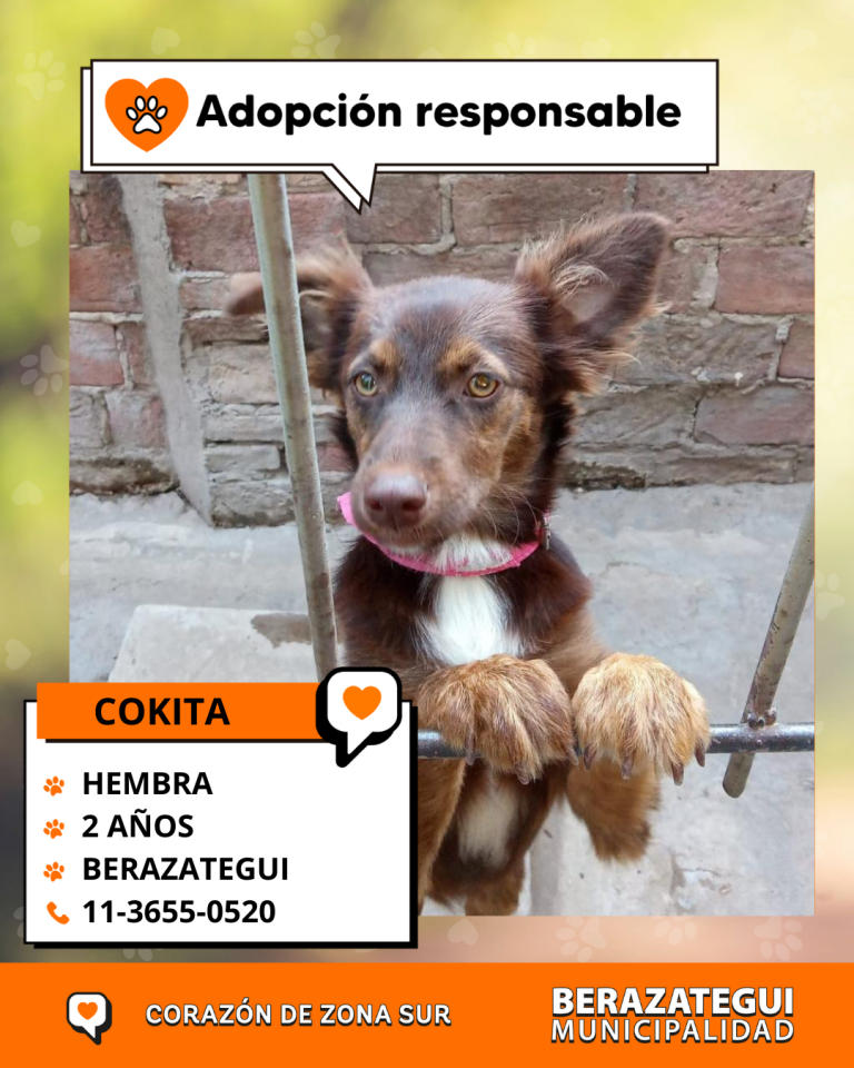 ADOPCION Y PERDIDOS (2)