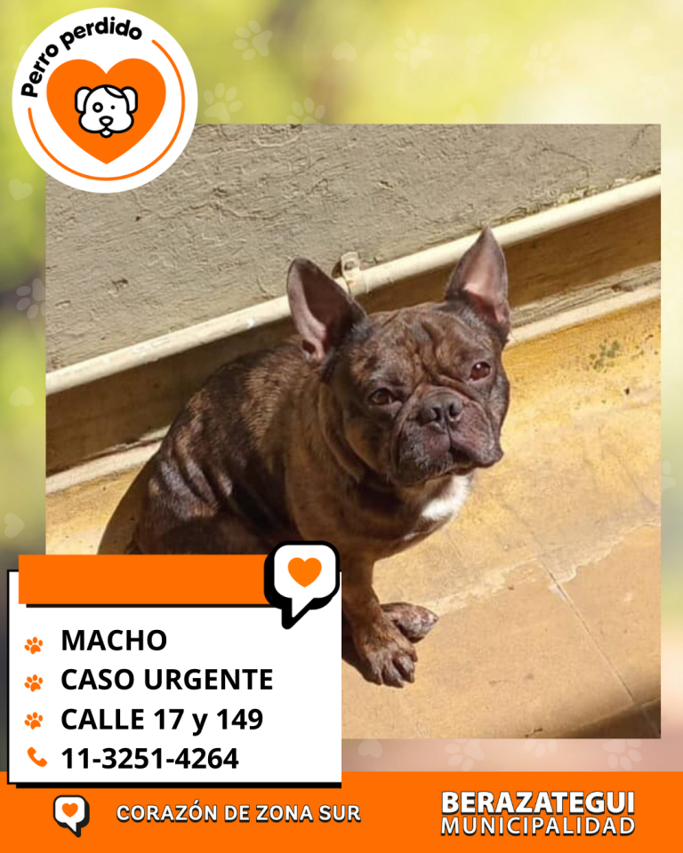 ADOPCION Y PERDIDOS (2)