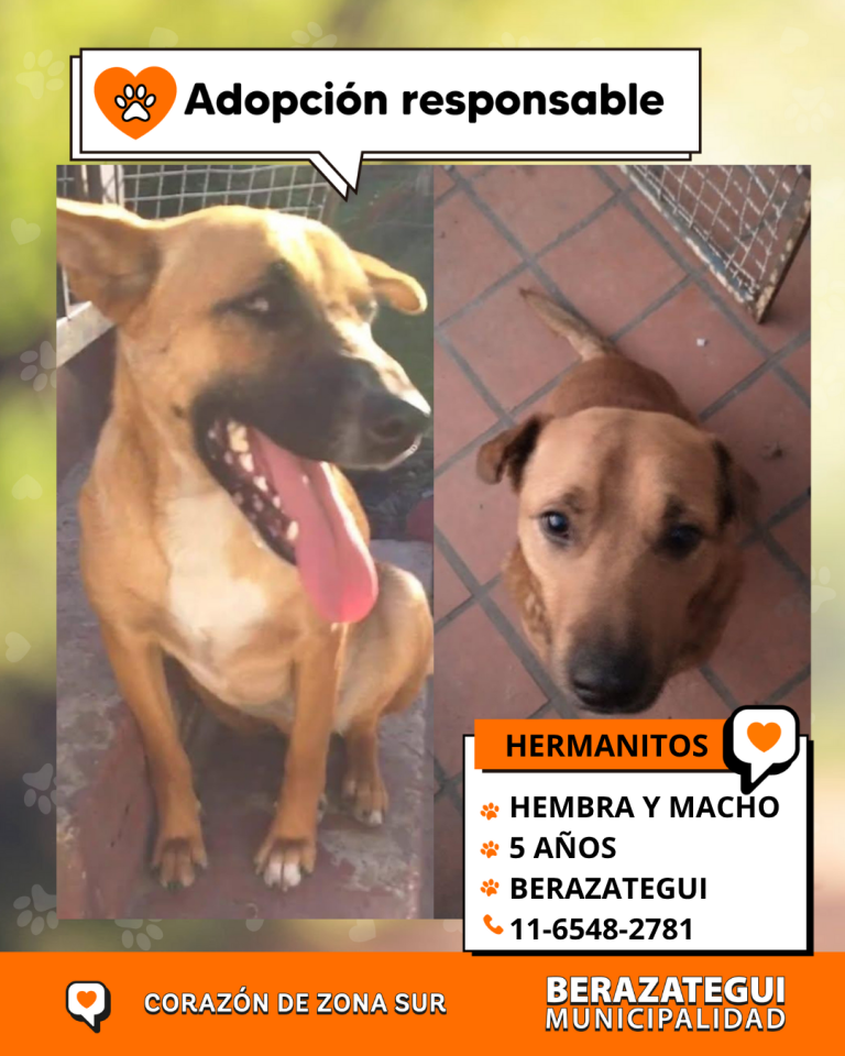 ADOPCION Y PERDIDOS (2)
