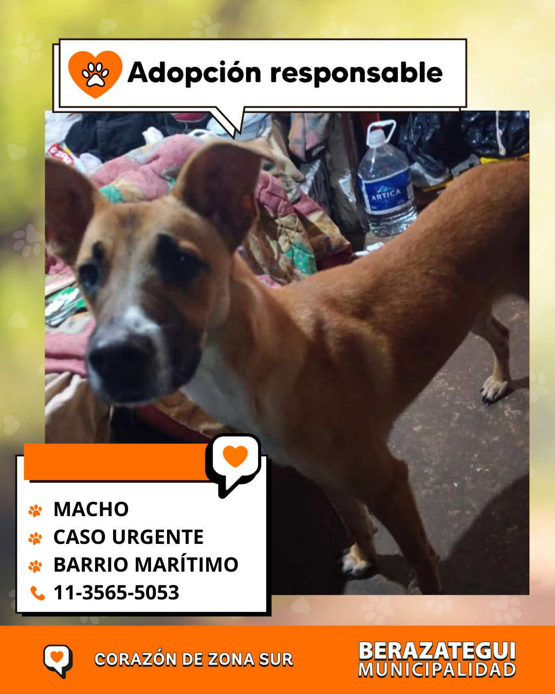 Adopción responsable