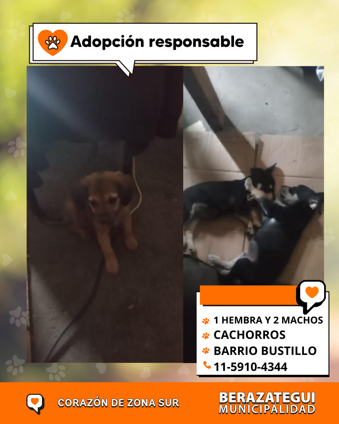 Adopción responsable
