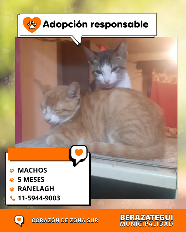 ADOPCION Y PERDIDOS (3)
