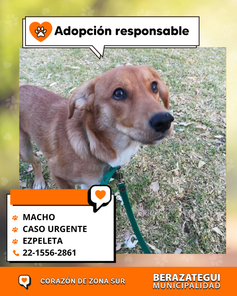 ADOPCION Y PERDIDOS (3)