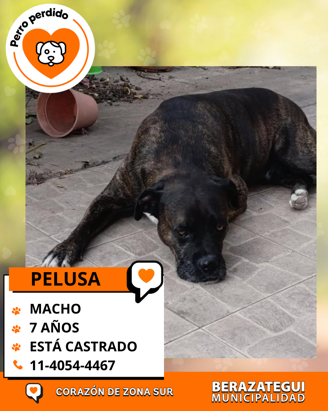 Pelusa