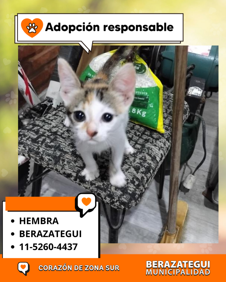 ADOPCION Y PERDIDOS (3)