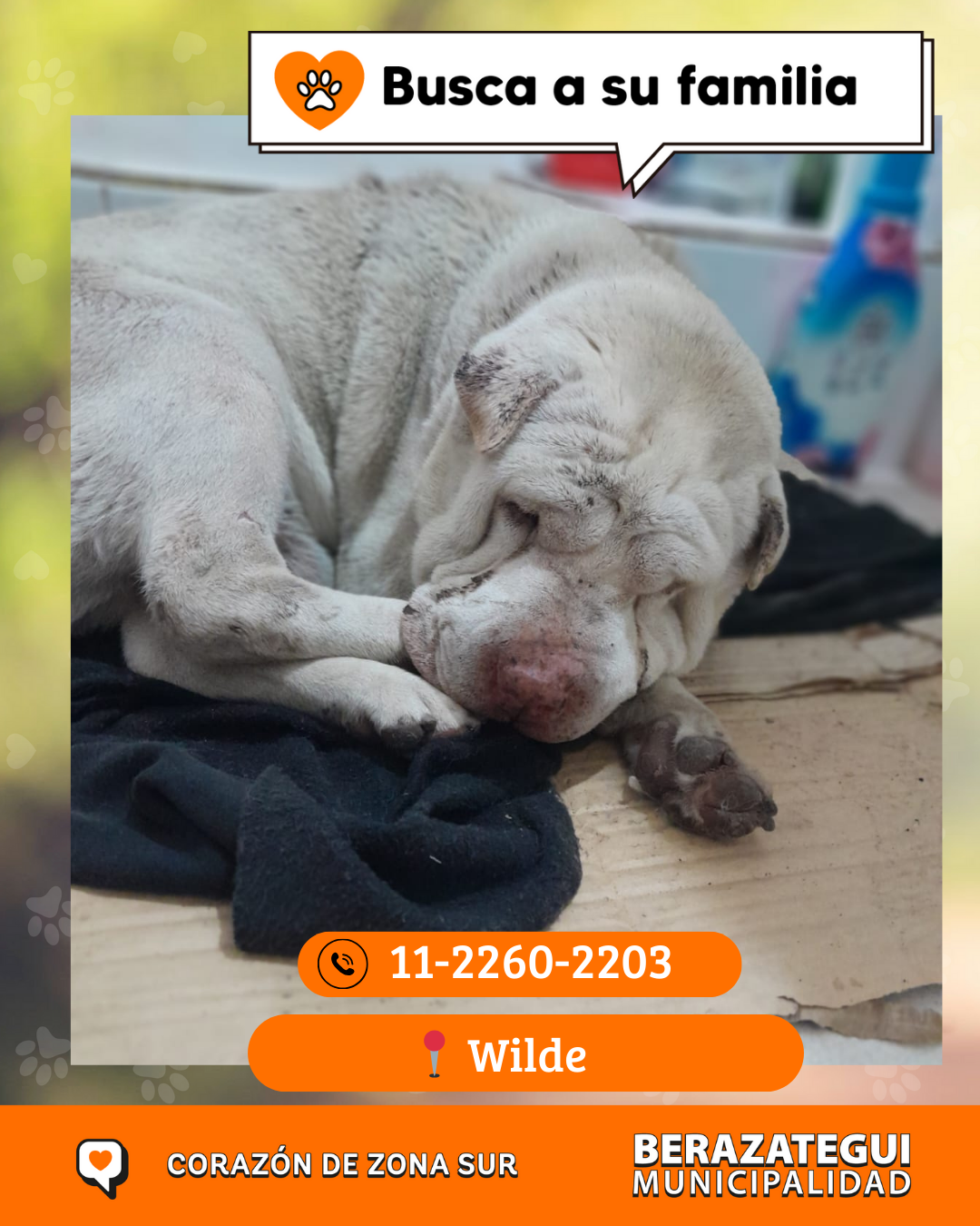 Adopción responsable