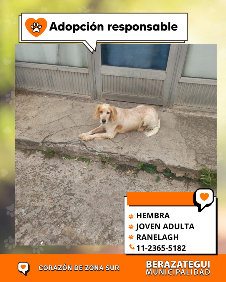 ADOPCION Y PERDIDOS (4)
