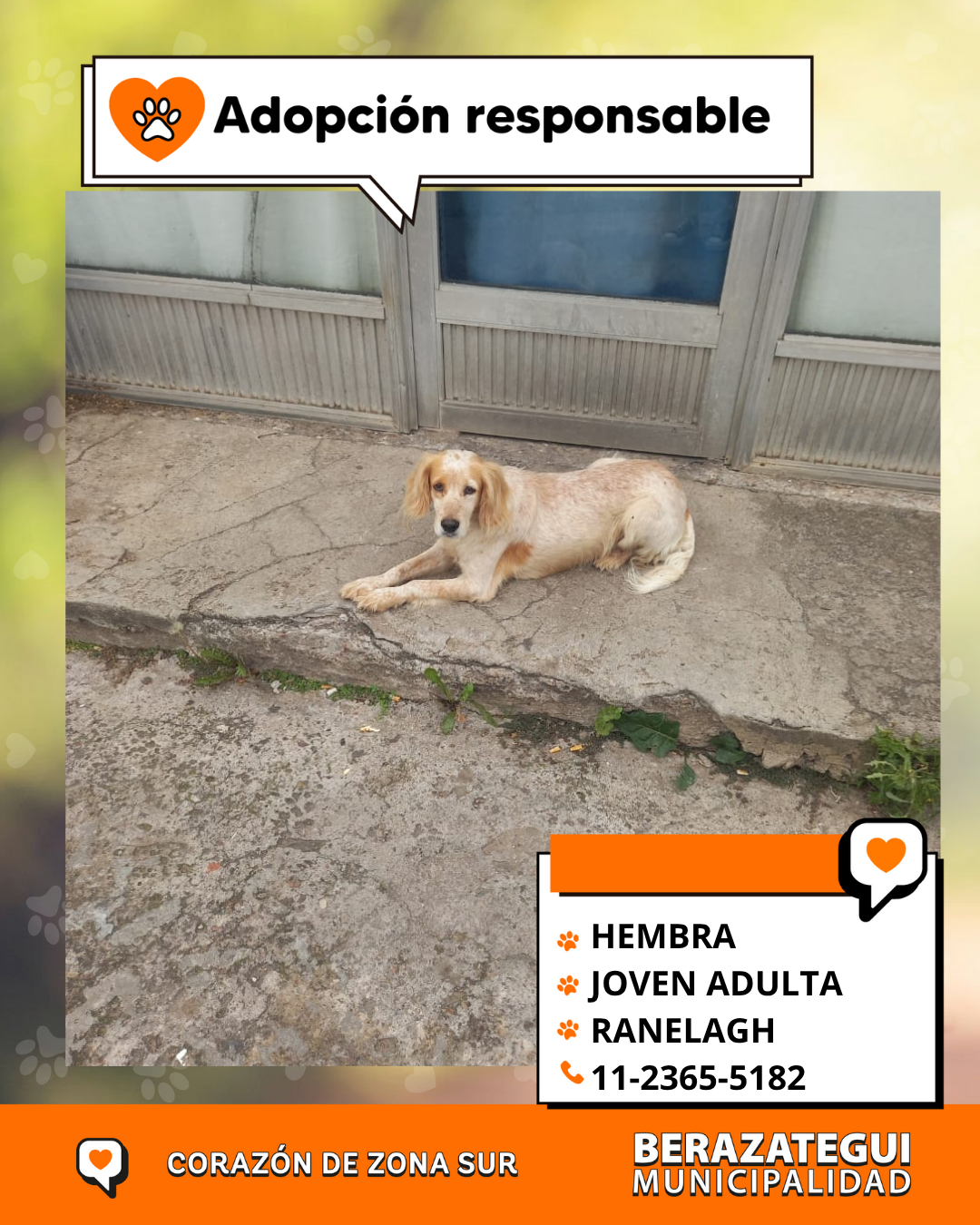 Adopción responsable / Busca a su familia