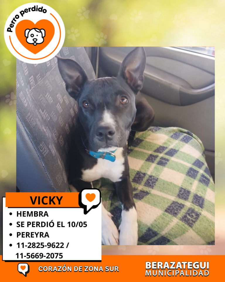 ADOPCION Y PERDIDOS