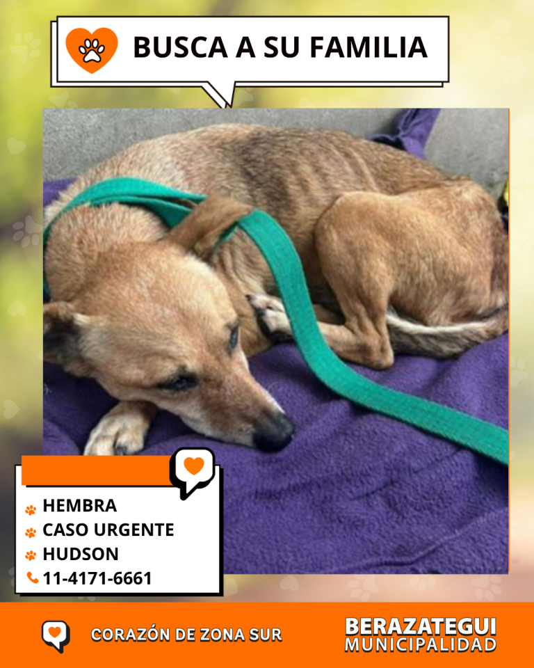 ADOPCION Y PERDIDOS