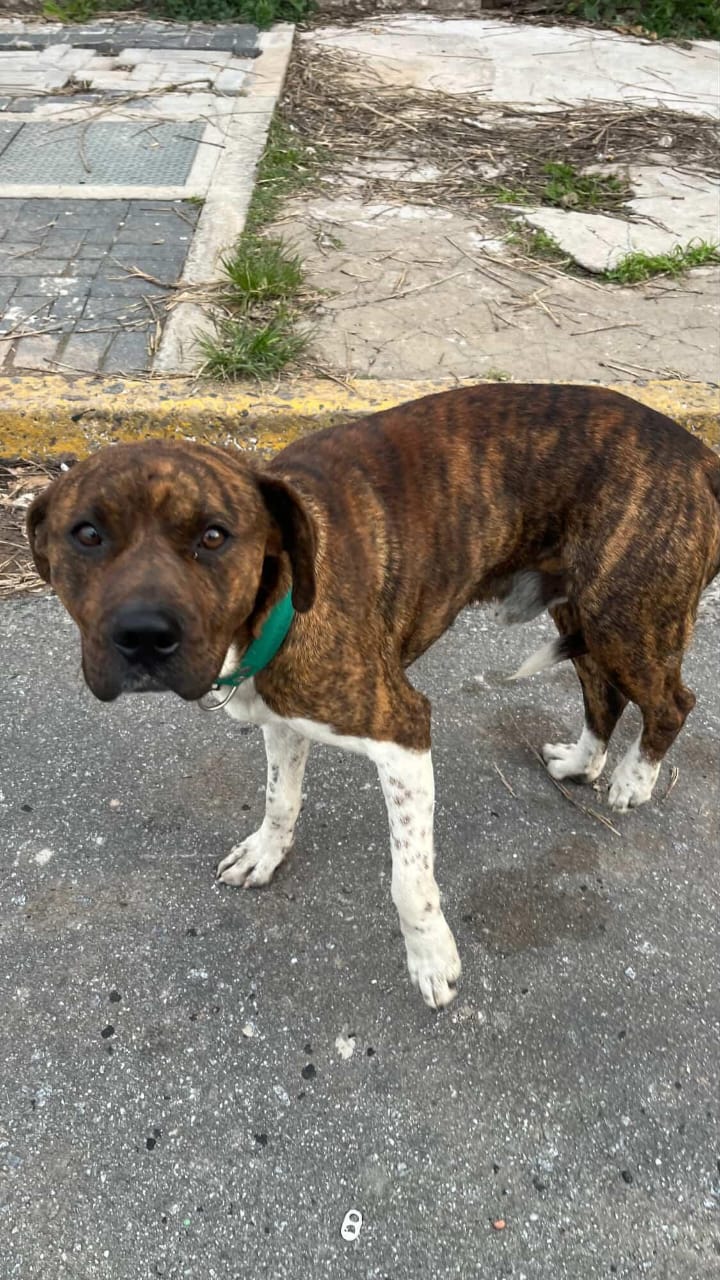 ¡Apareció este perrito!