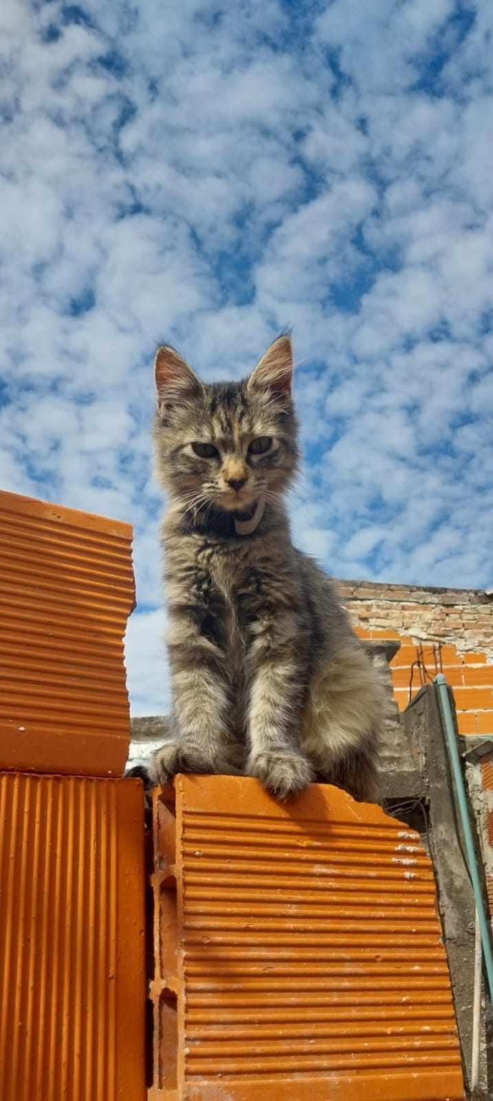 Gina