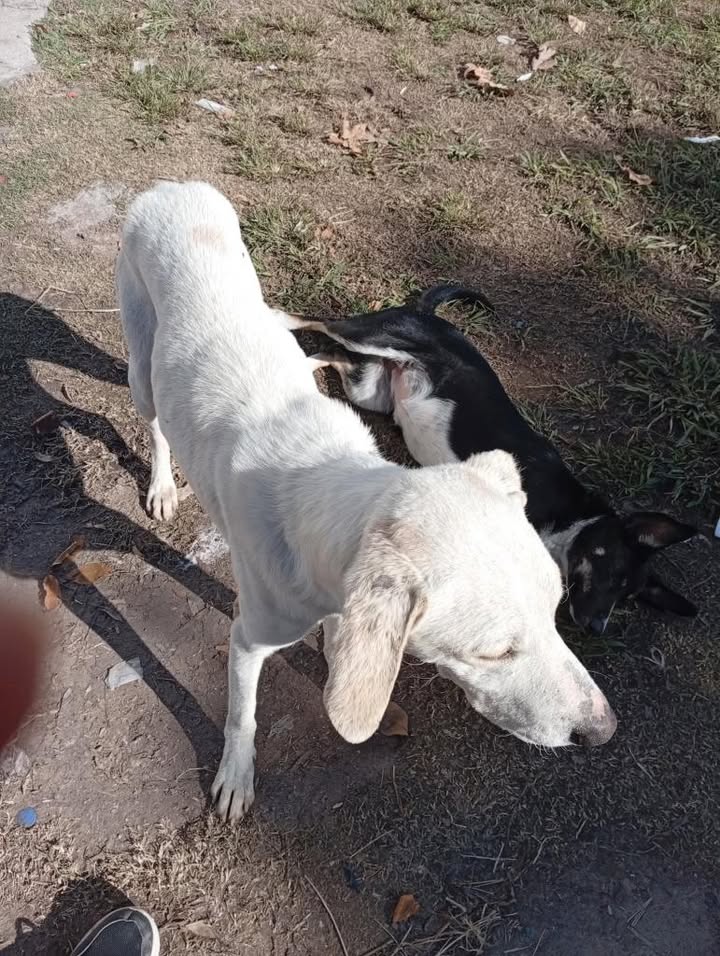 Adopción responsable